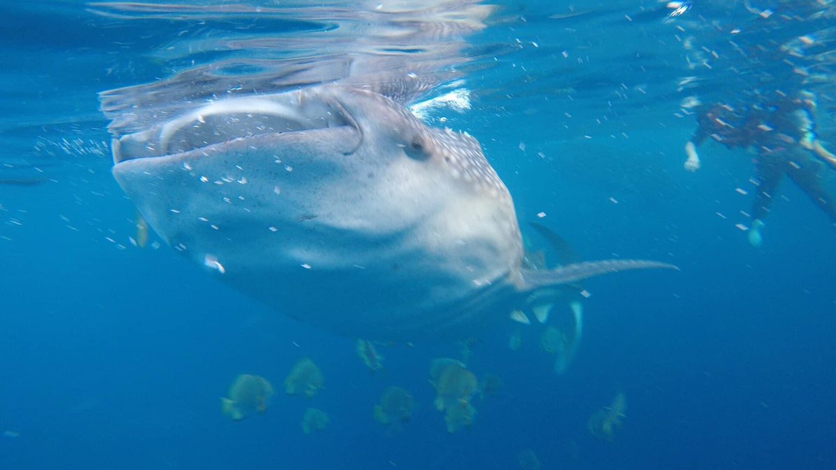 Snorkeler swimming at a respectful distance beside a whale shark in the Philippines