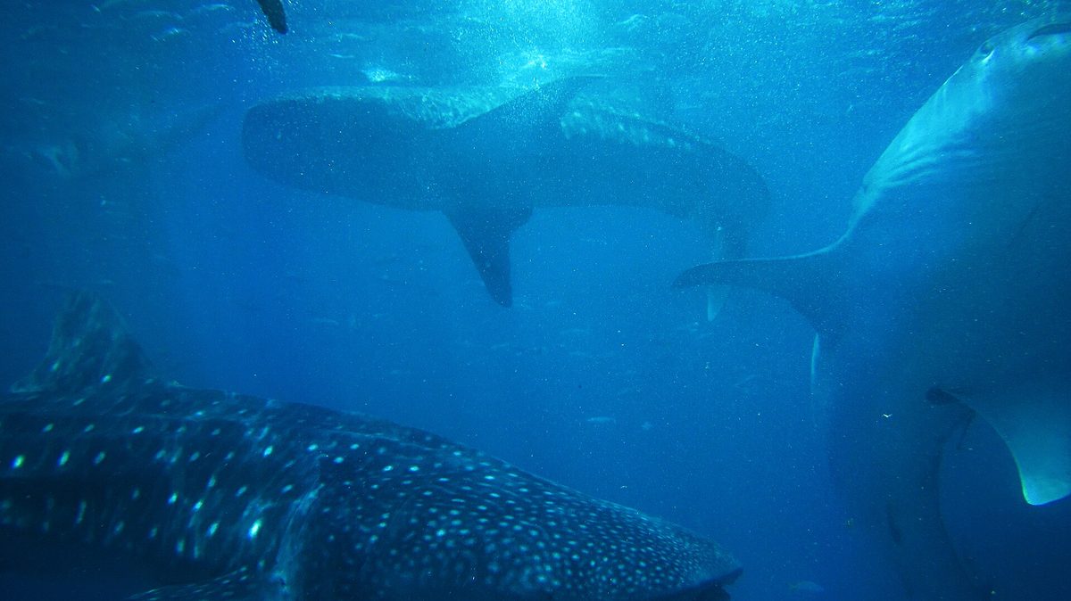 Several whale sharks gliding through open water, the world's largest fish