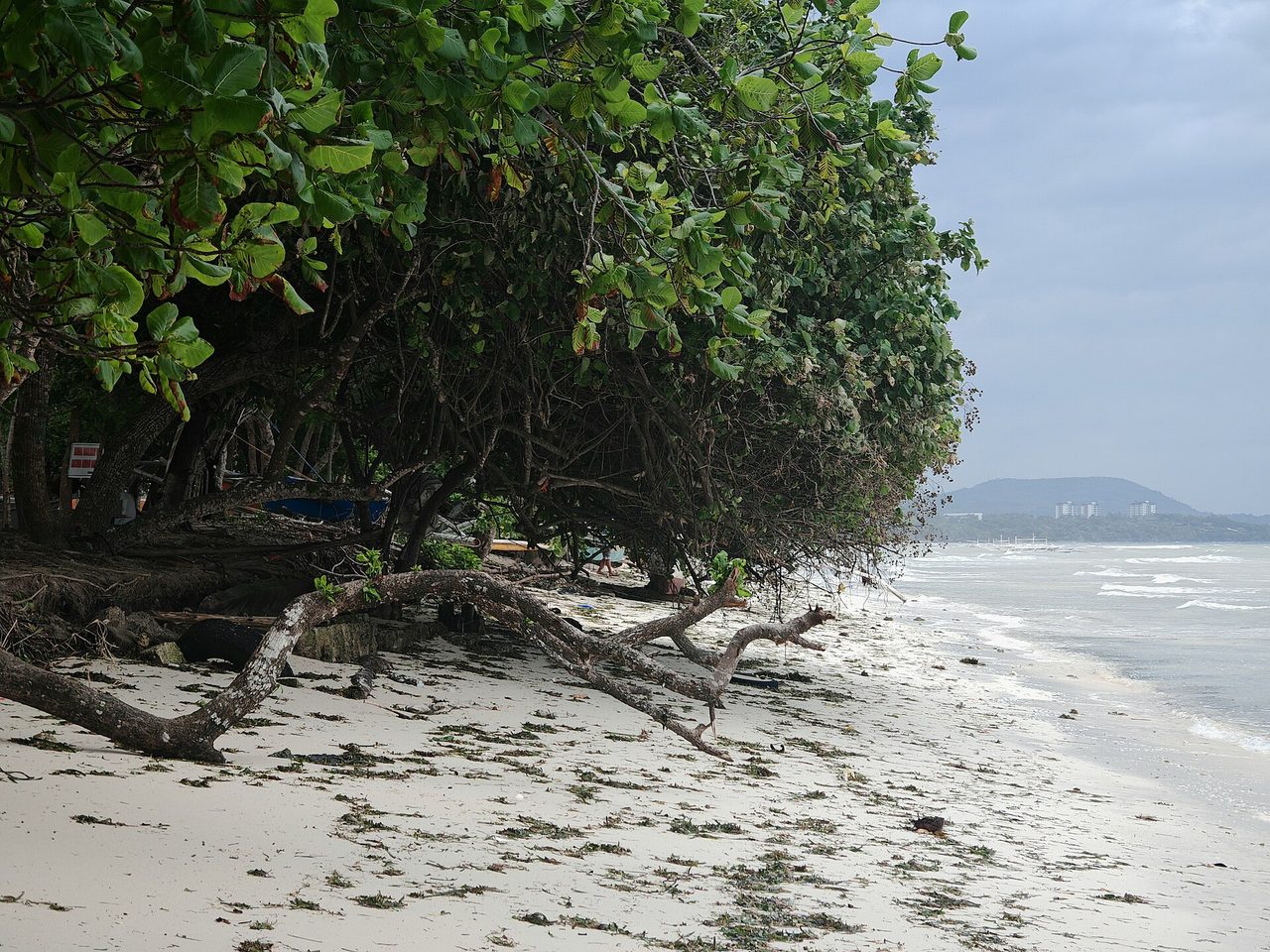 A quiet white-sand beach fringed with tropical trees on Panglao Island, Bohol